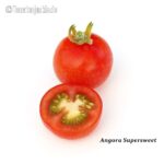 Tomatensorte Angora Supersweet
