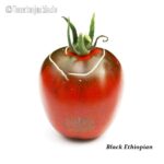 Tomatensorte Black Ethiopian