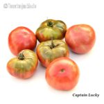 Tomatensorte Captain Lucky