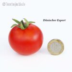 Tomatensorte Dänischer Export