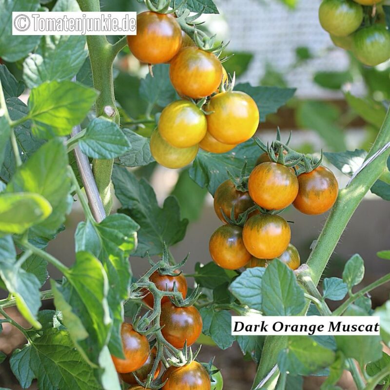 Tomatensorte Dark Orange Muscat