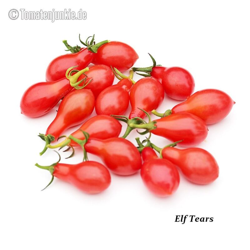 Tomatensorte Elf Tears