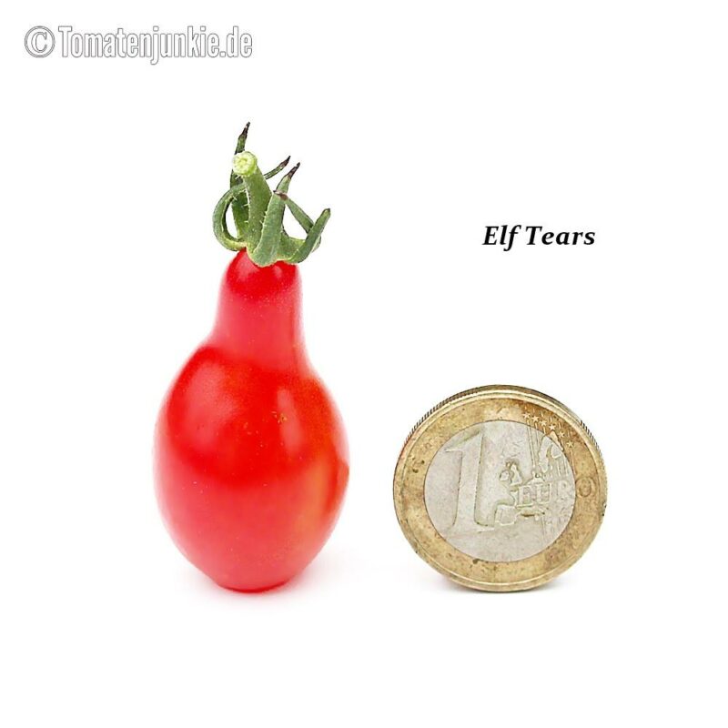 Tomatensorte Elf Tears