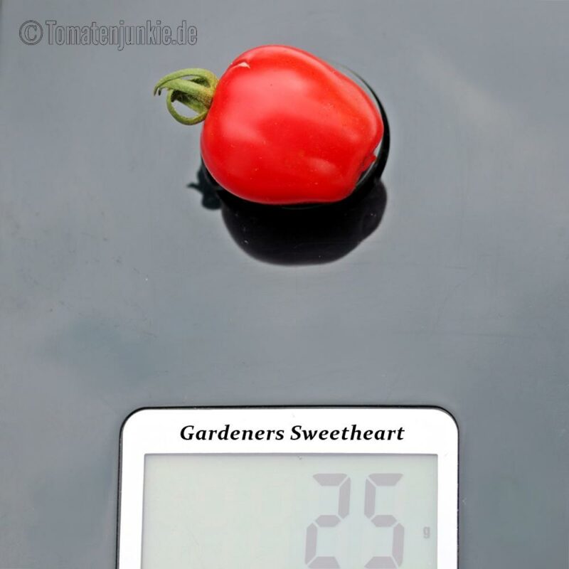 Tomatensorte Gardeners Sweetheart