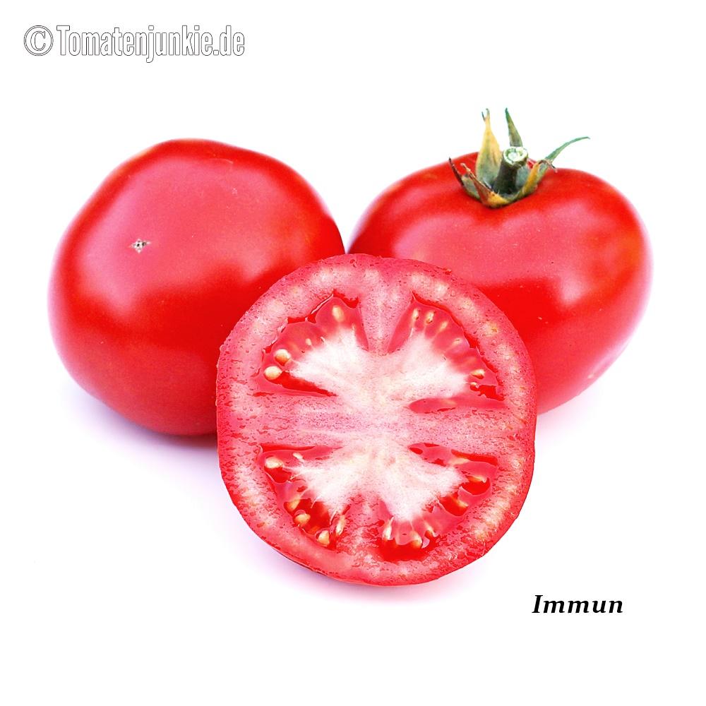 Tomatensorte Immun