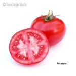 Tomatensorte Immun