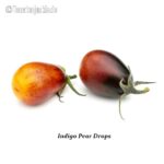 Tomatensorte Indigo Pear Drops