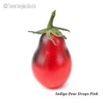 Tomatensorte Indigo Pear Drops Pink