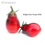 Tomatensorte Indigo Pear Drops Pink