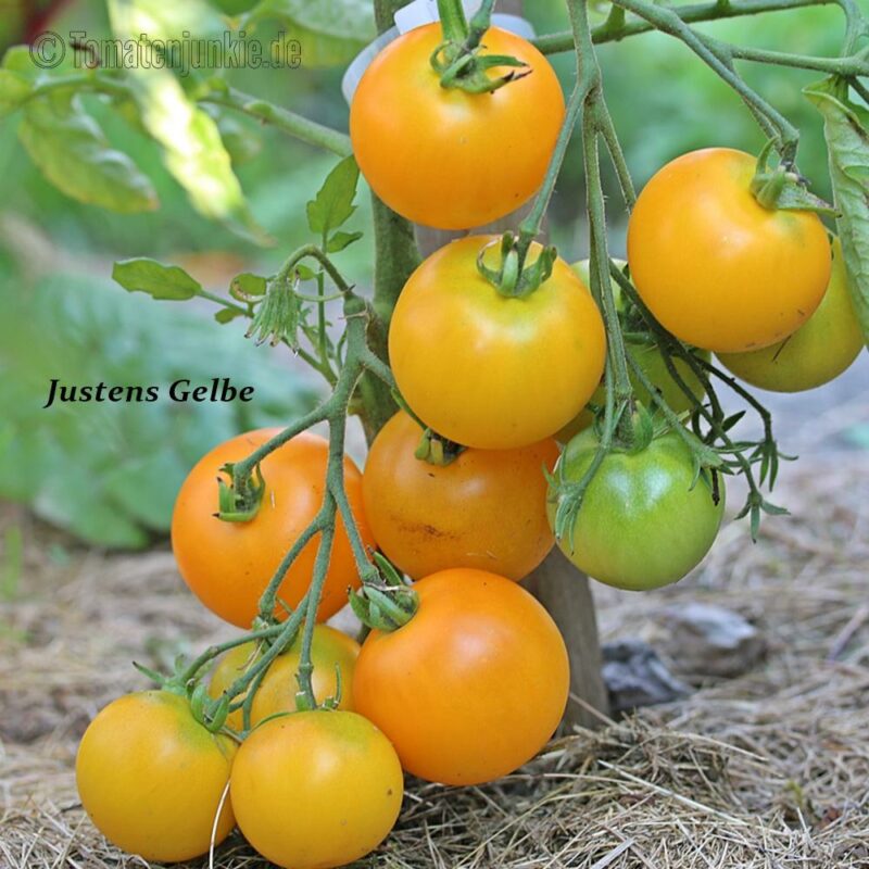 Tomatensorte Justens Gelbe
