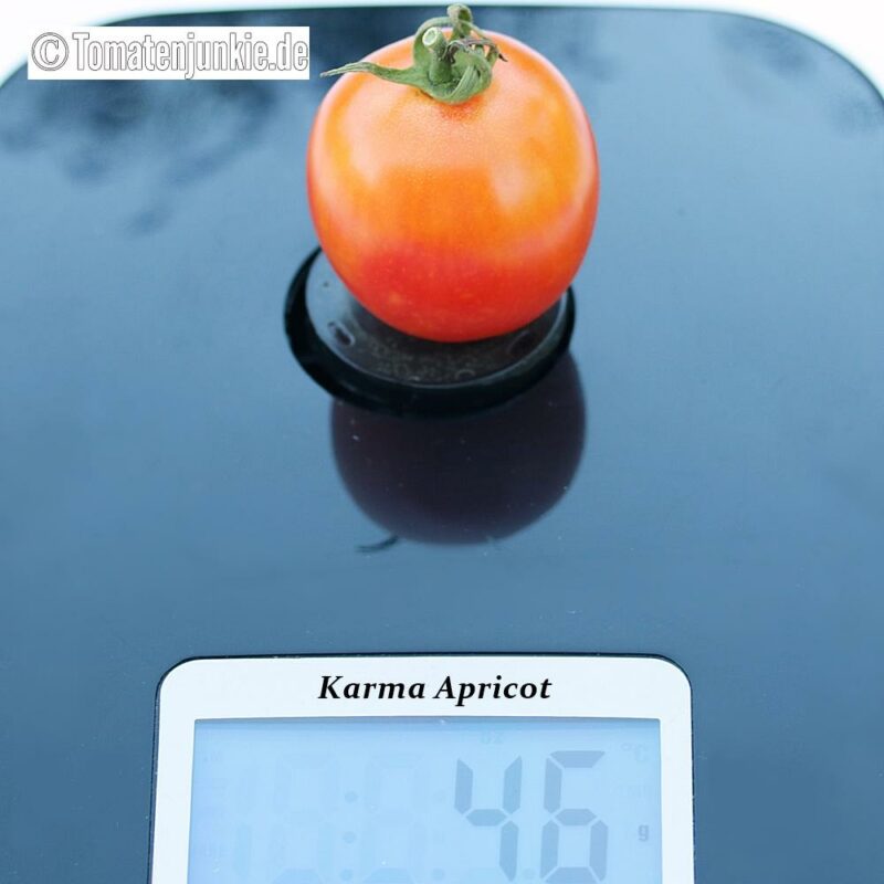 Tomatensorte Karma Apricot
