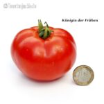 Tomatensorte Königin der Frühen