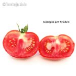 Tomatensorte Königin der Frühen