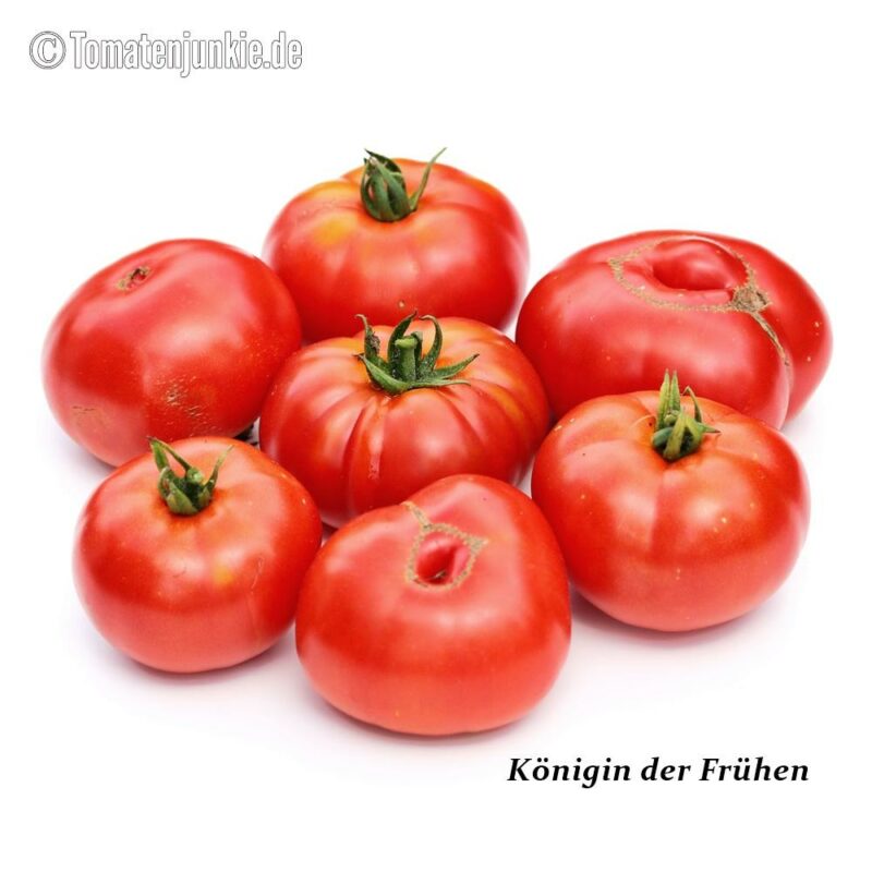 Tomatensorte Königin der Frühen