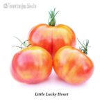 Tomatensorte Little Lucky Heart