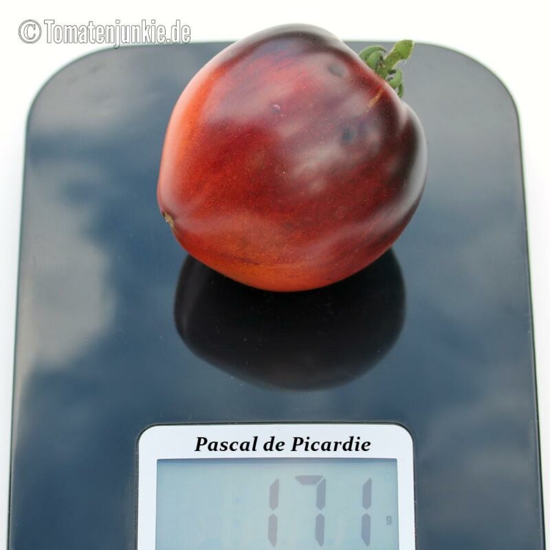 Tomatensorte Pascal de Picardie
