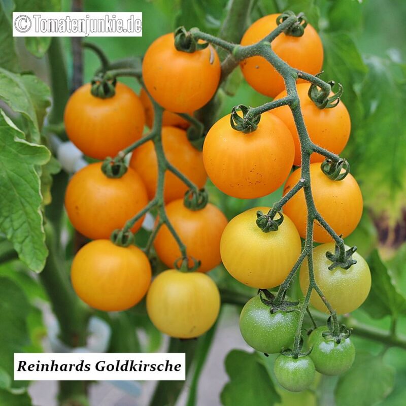 Tomatensorte Reinhards Goldkirsche