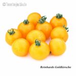 Tomatensorte Reinhards Goldkirsche