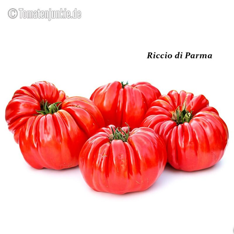 Tomatensorte Riccio di Parma