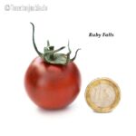 Tomatensorte Ruby Falls