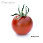 Tomatensorte Ruby Falls