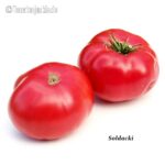 Tomatensorte Soldacki