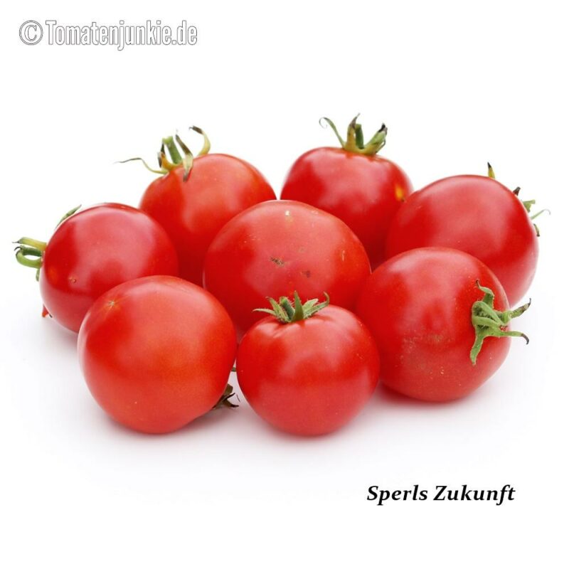 Tomatensorte Sperls Zukunft