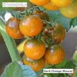 Tomatensorte Dark Orange Muscat