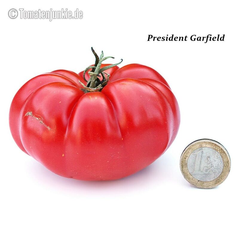 Tomatensorte President Garfield