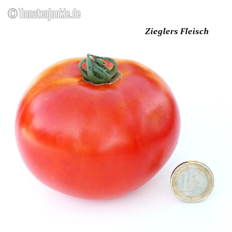Tomatensorte Zieglers Fleisch