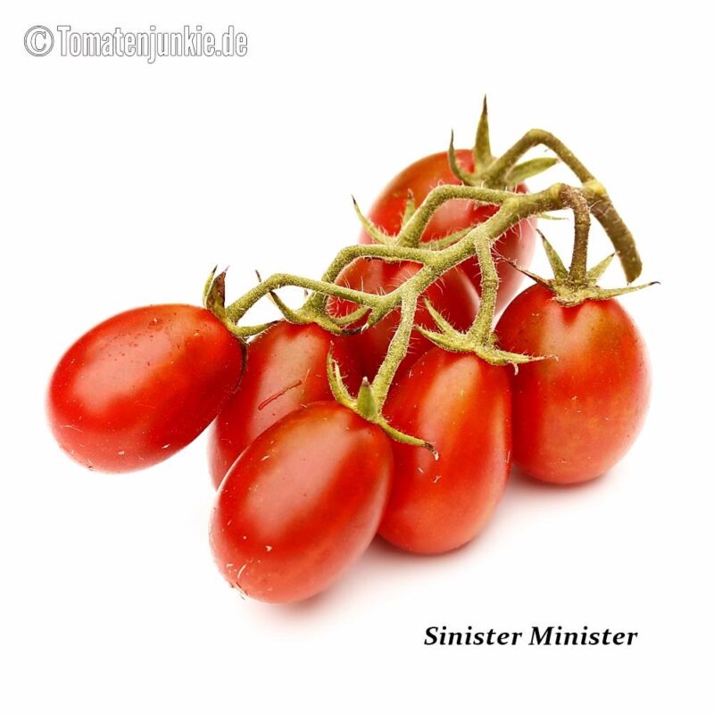 Tomatensorte Sinister Minister