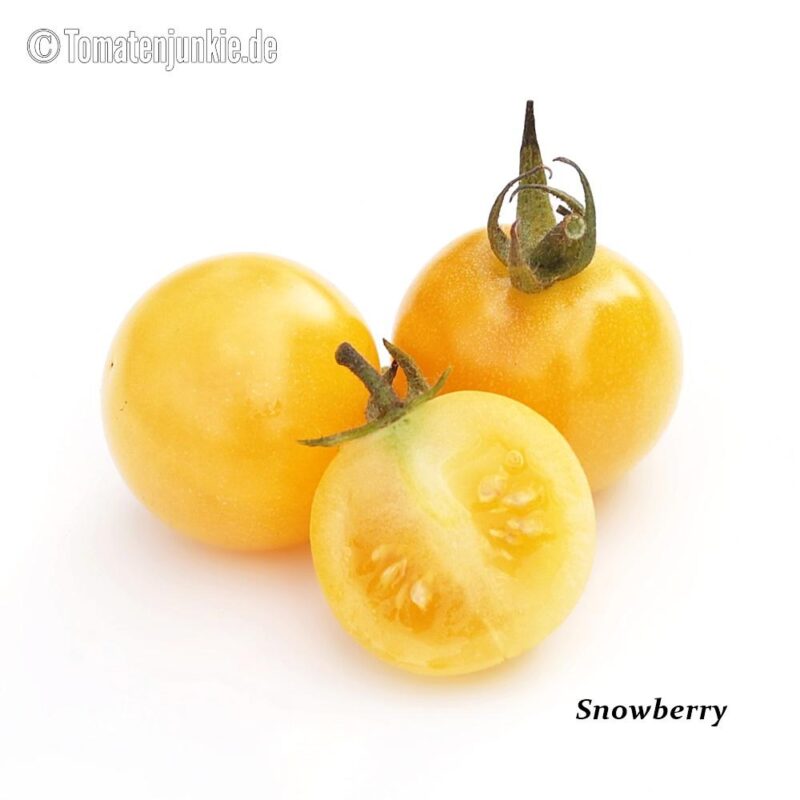 Tomatensorte Snowberry
